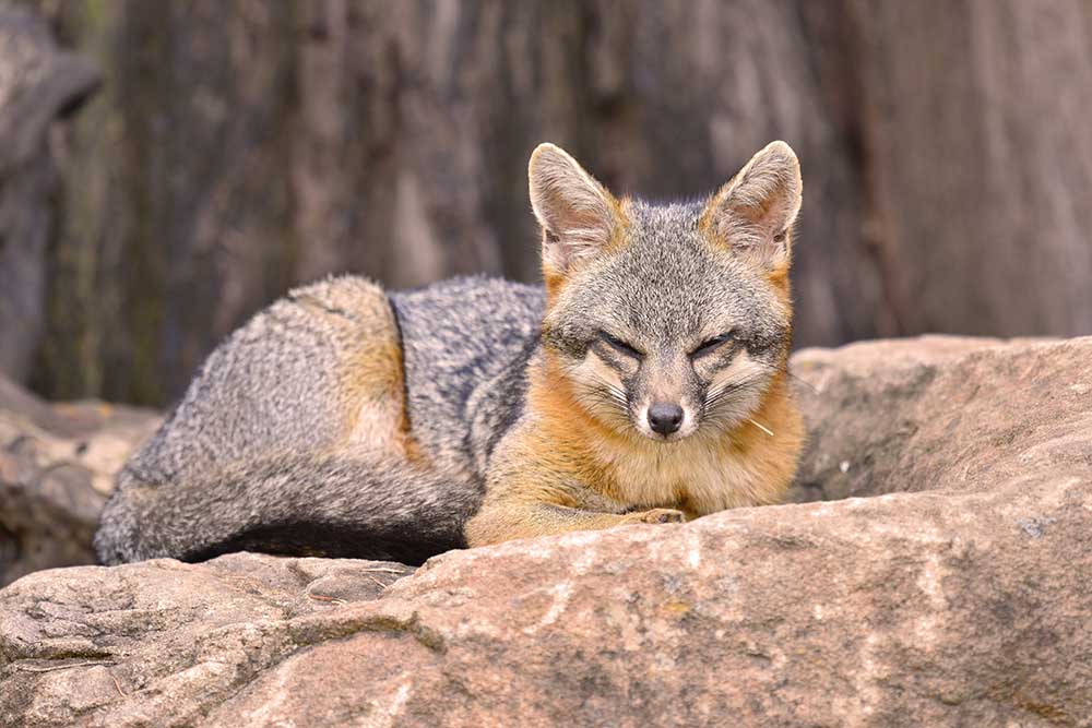 Sleeping Fox . Grey Fox