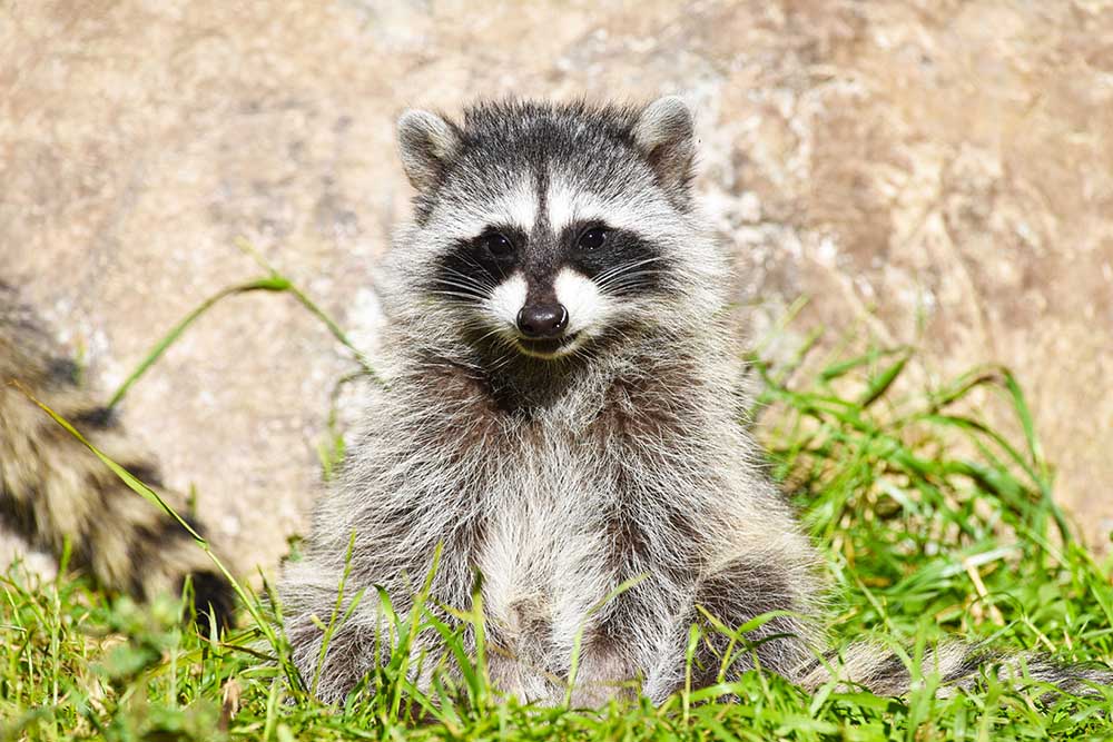 Baby Raccoon . Raccoon Baby In Santa Cruz Mountains