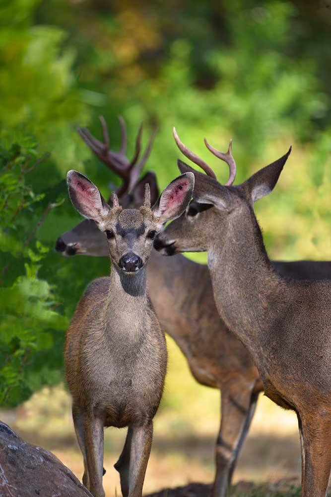 Bucks . California Bucks