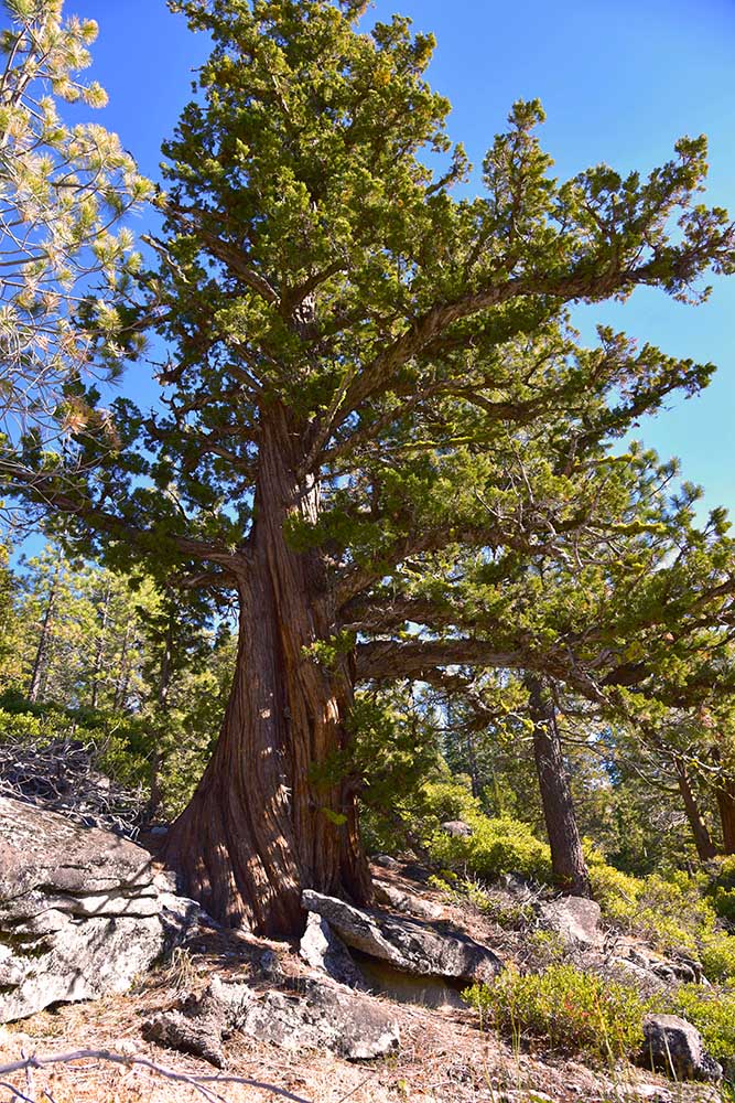 Ancient Sierra Juniper Tree . 3500 Year Old Sierra Juniper Tree