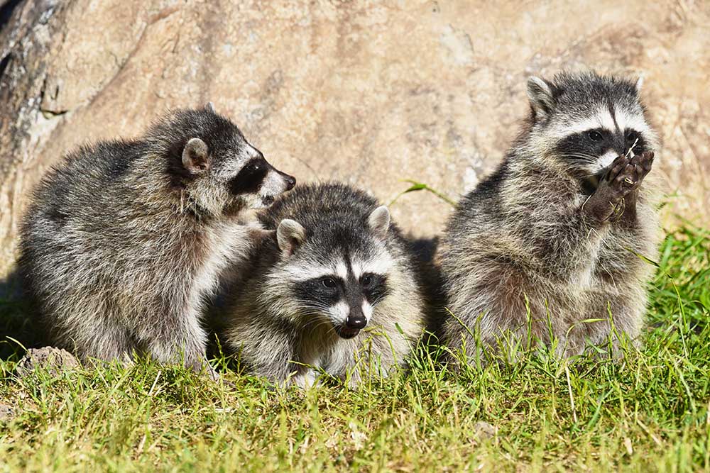 Baby Raccoons . California Coastal Baby Raccoons