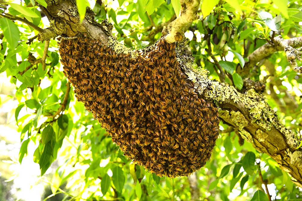 Swarm . California Honey Bees