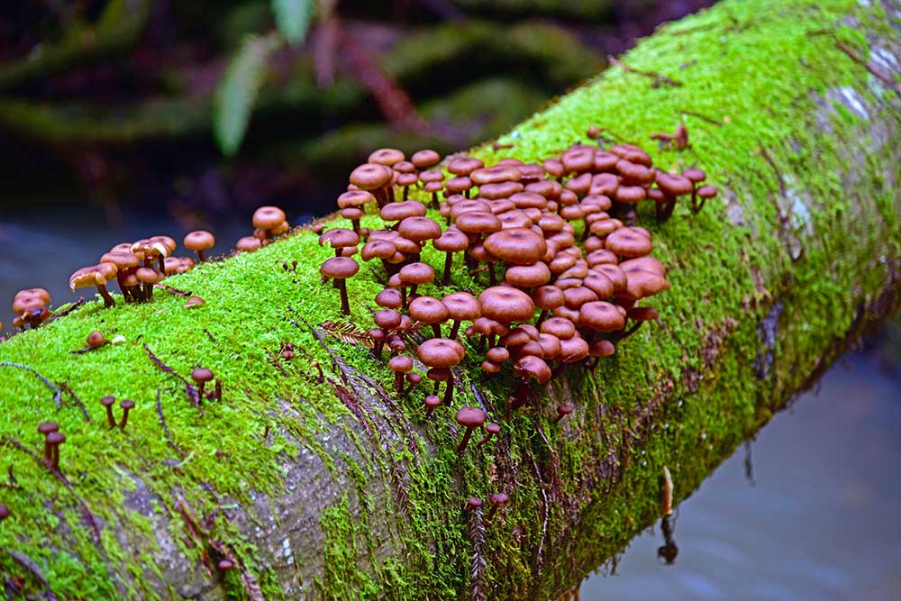 Mossy Log . Mushrooms on a Tree