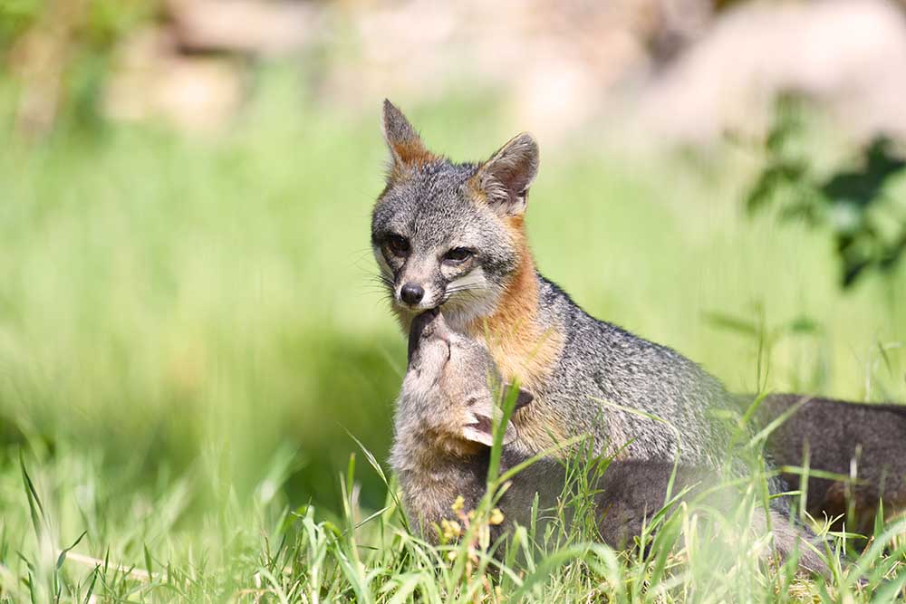 California Grey Fox . California Grey Fox Mother With Her Pup